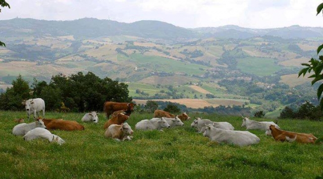  El paisaje de Carpegna 
